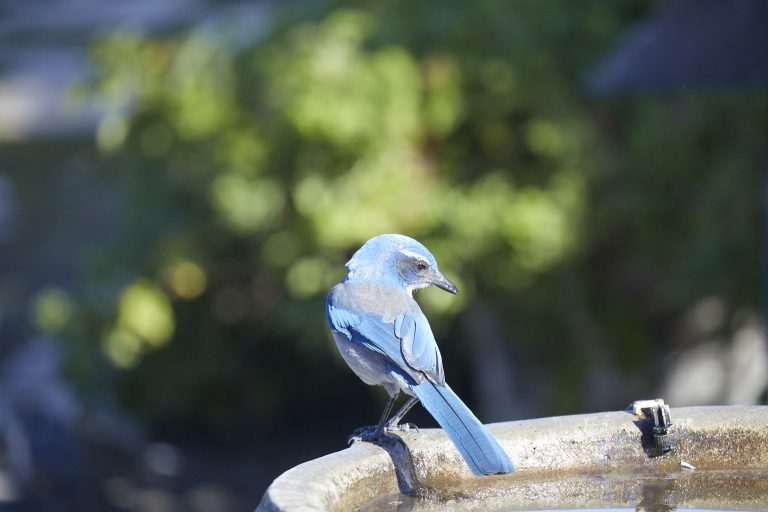 California Scrub Jay