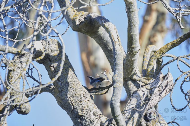 California Scrub Jay