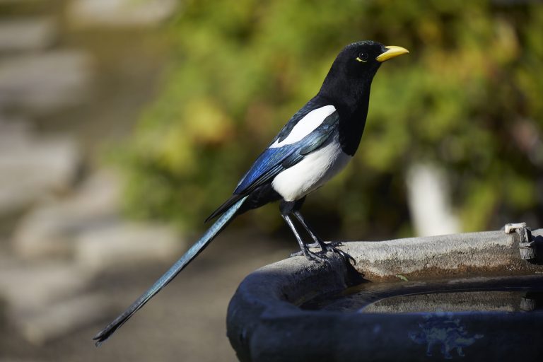 Yellow-billed Magpie