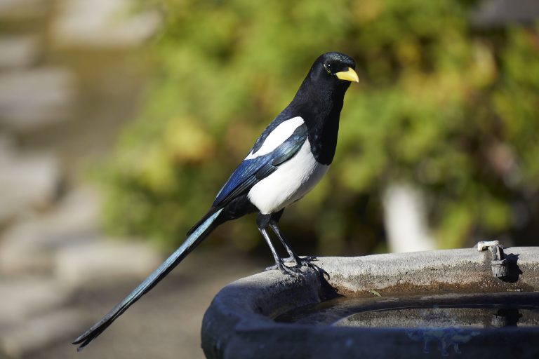 Yellow-Billed Magpie