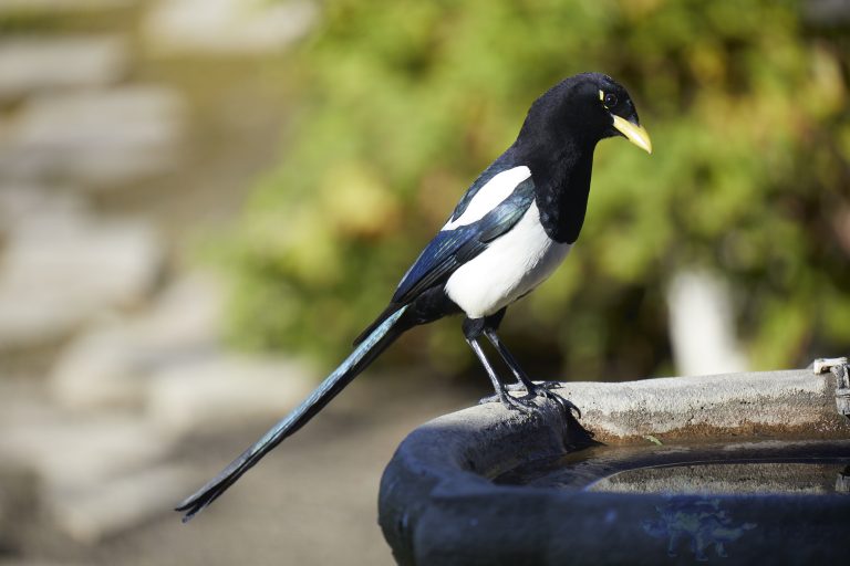 Yellow-billed Magpie