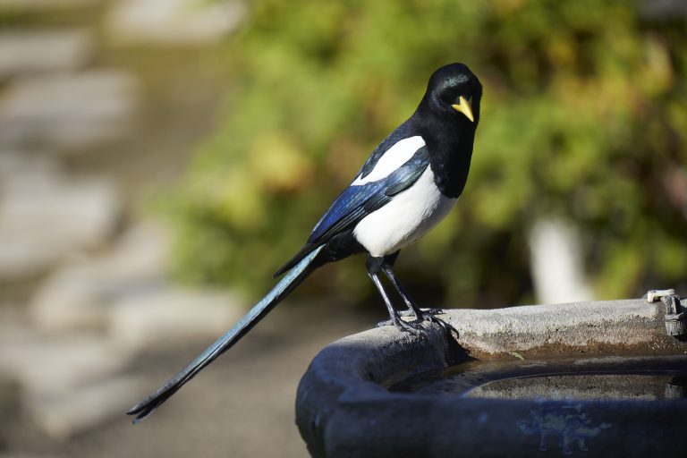 Yellow-billed Magpie