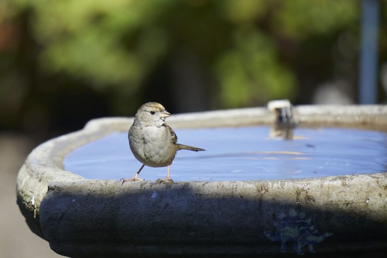 Gold-Crowned Sparrow