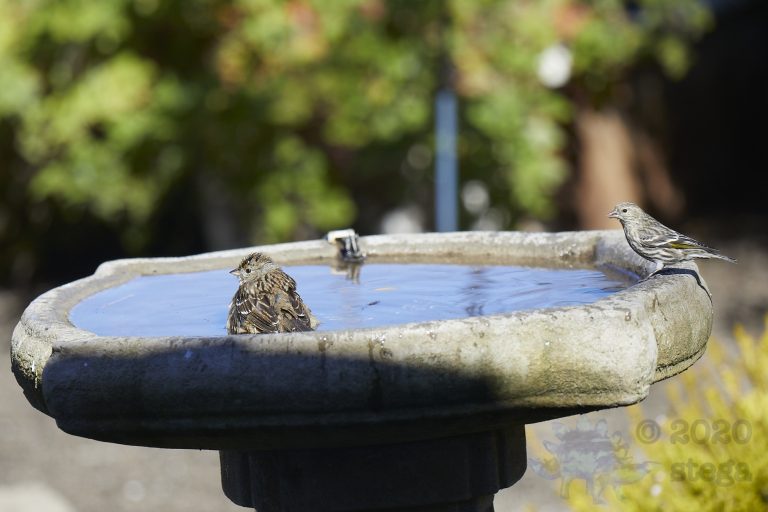 Gold-Crowned Sparrow and Yellow-Rumped Warbler