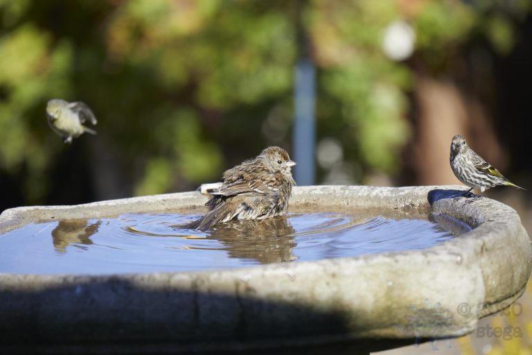 Gold-Crowned Sparrow and Pine Siskin
