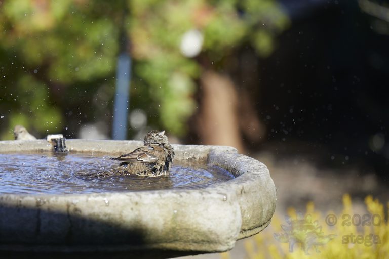 Gold-Crowned Sparrow
