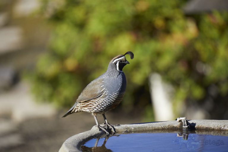 California Quail