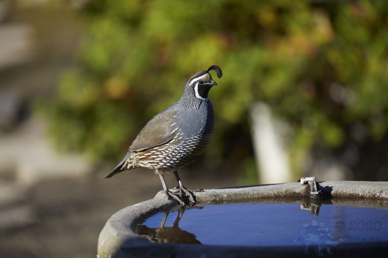 California Quail