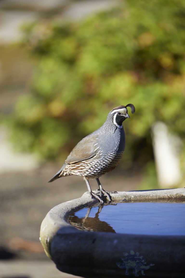 California Quail