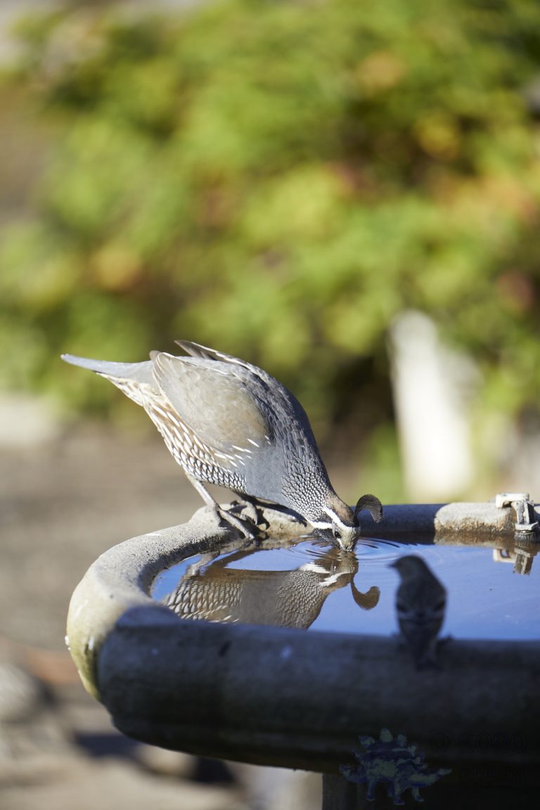 California Quail