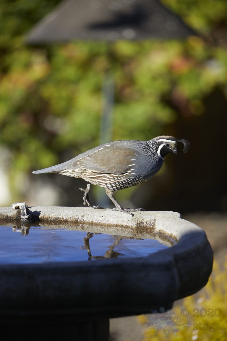 California Quail