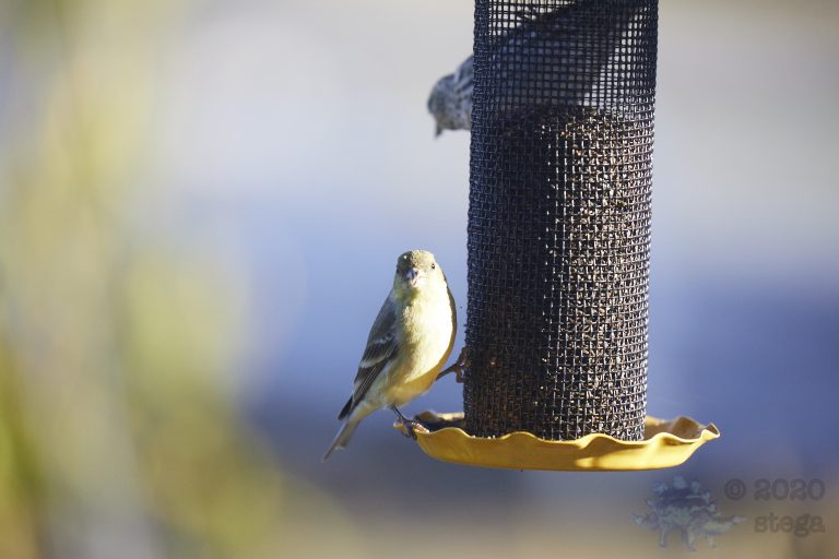 Lesser Goldfinch