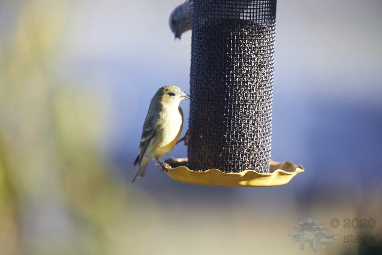Lesser Goldfinch