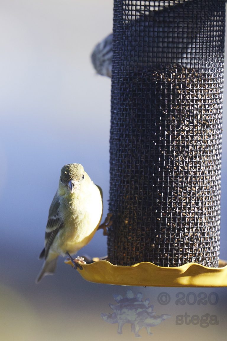 Lesser Goldfinch