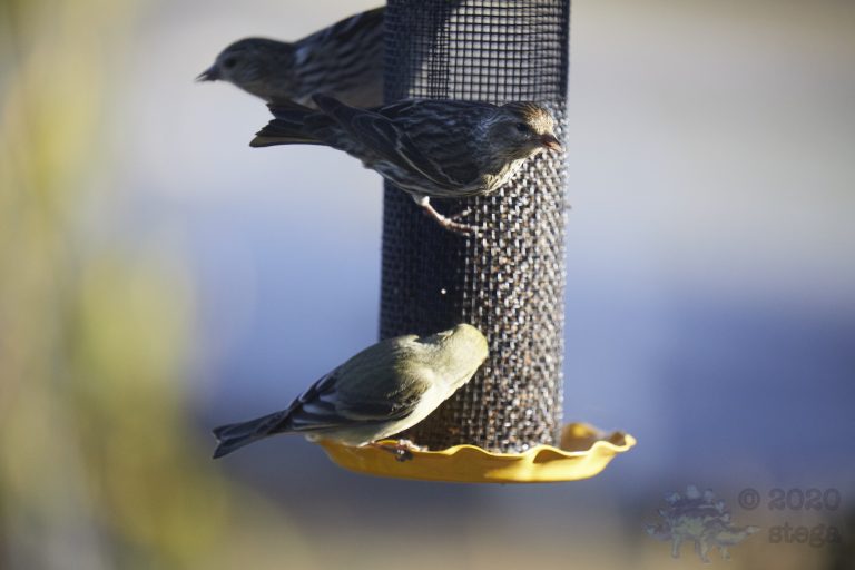 Pine Siskin and Lesser Goldfinch