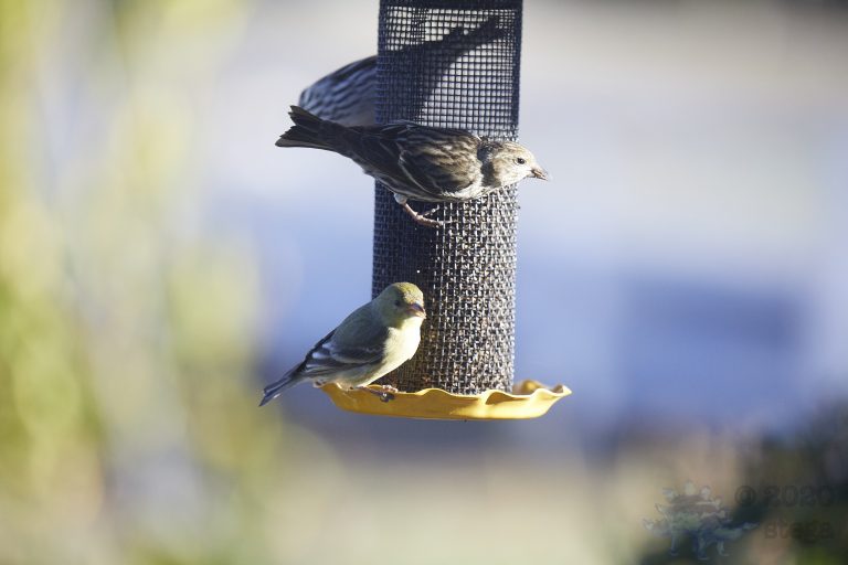 Pine Sisken and Lesser Goldfinch