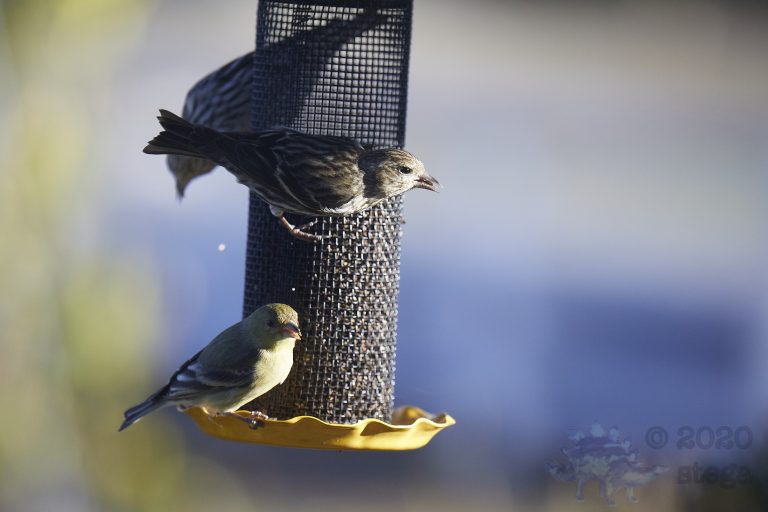 Pine Siskin and Lesser Goldfinch