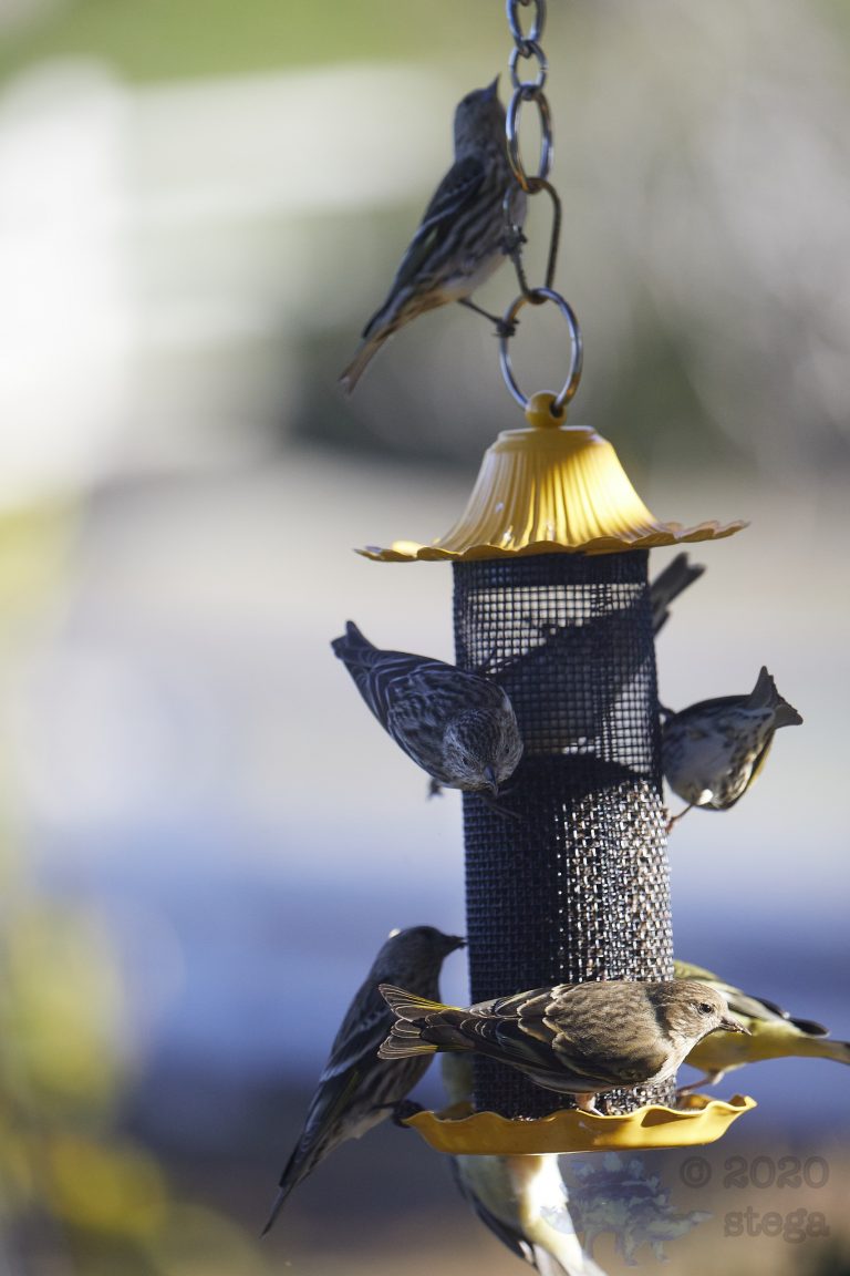 Siskins and Sparrows