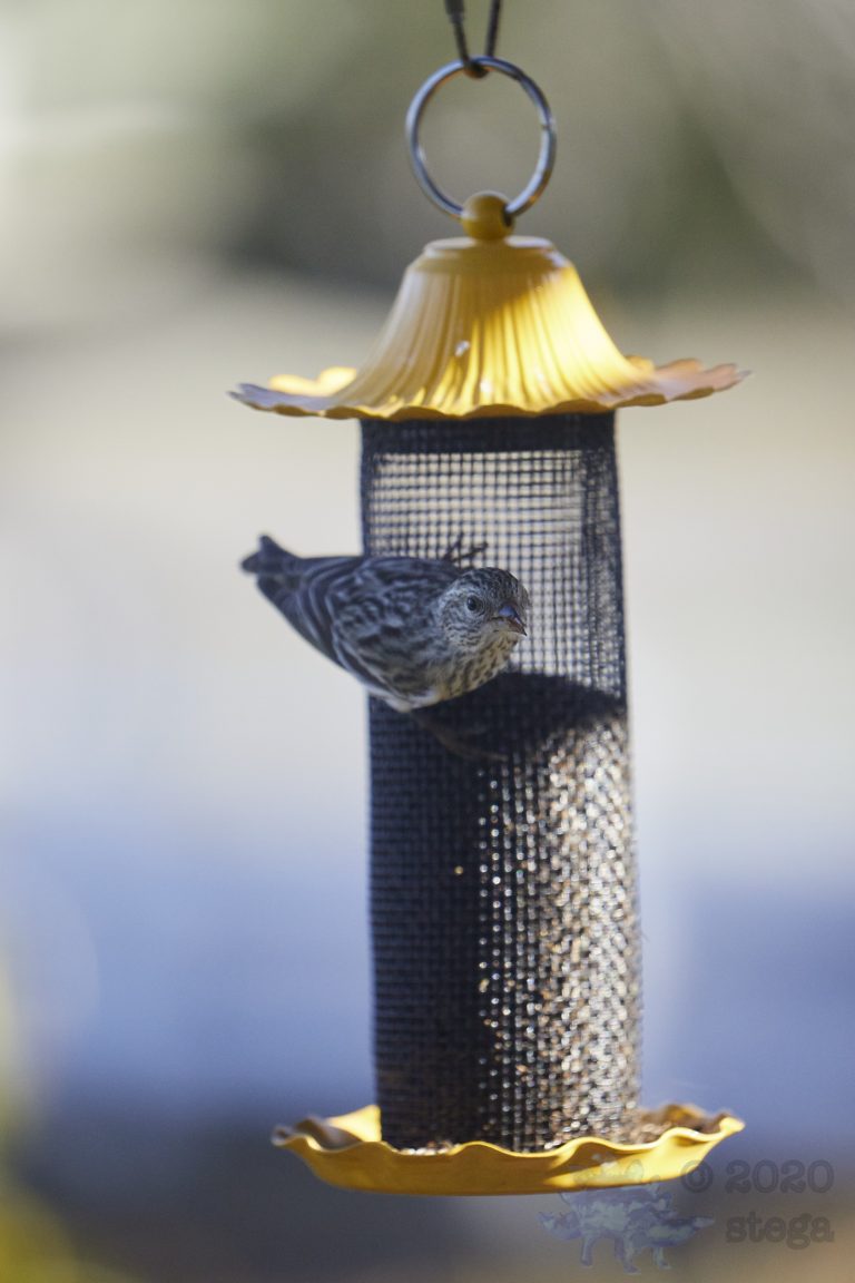 House Finch