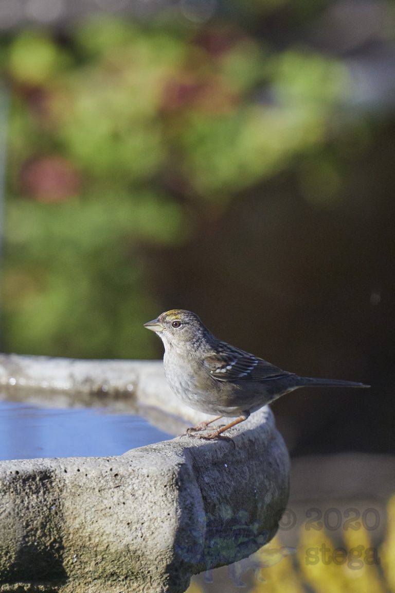 Gold-Crowned Sparrow