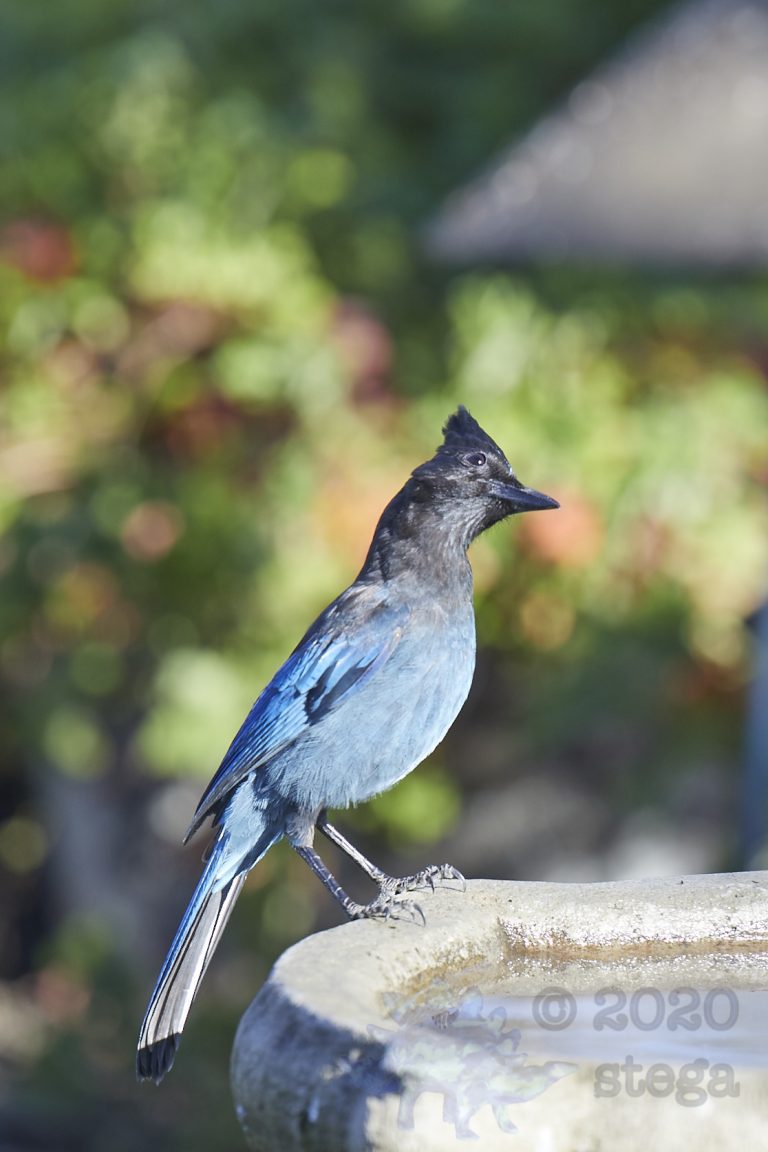 Steller’s Jay