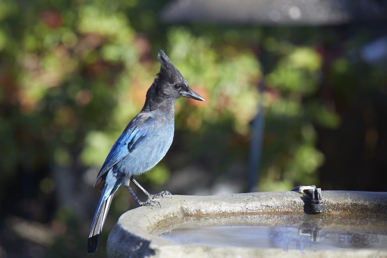 Steller’s Jay