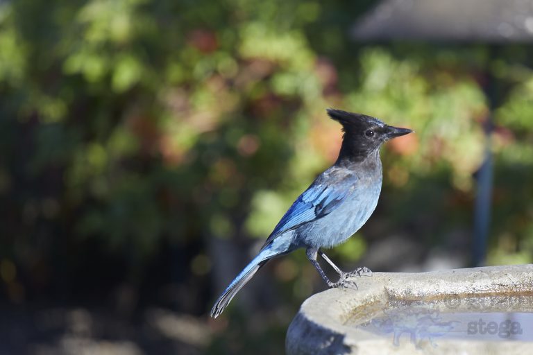 Steller’s Jay