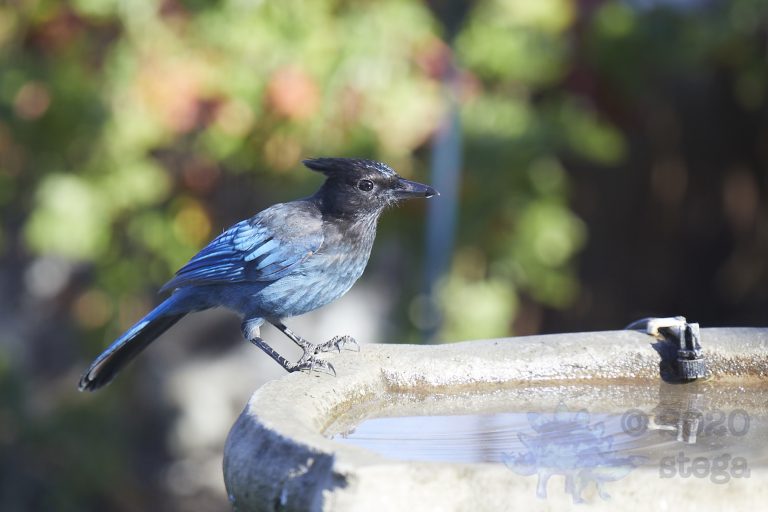 Steller’s Jay
