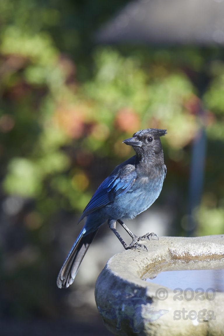 Steller’s Jay