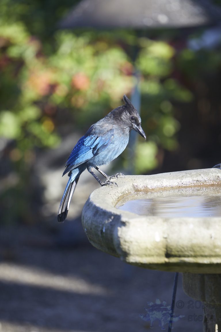 Steller’s Jay