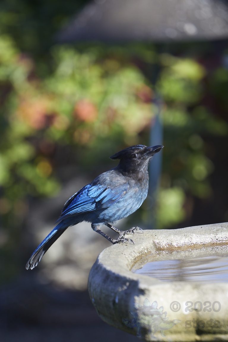 Steller’s Jay