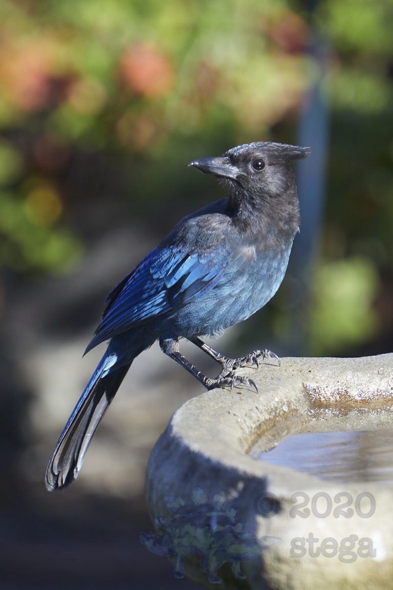 Steller’s Jay