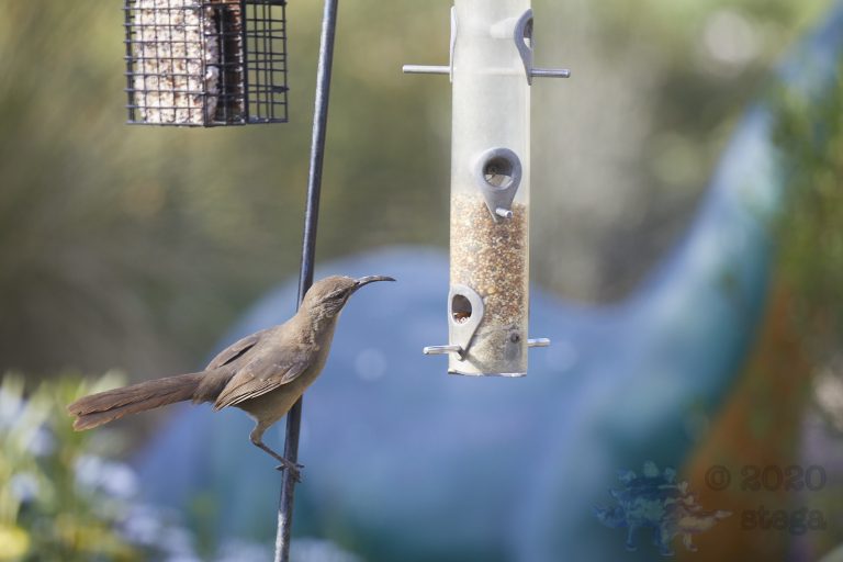 California Thrasher