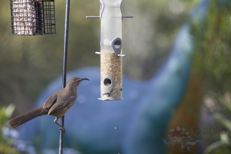 California Thrasher