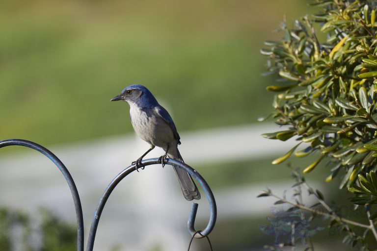 California Scrub Jay Week