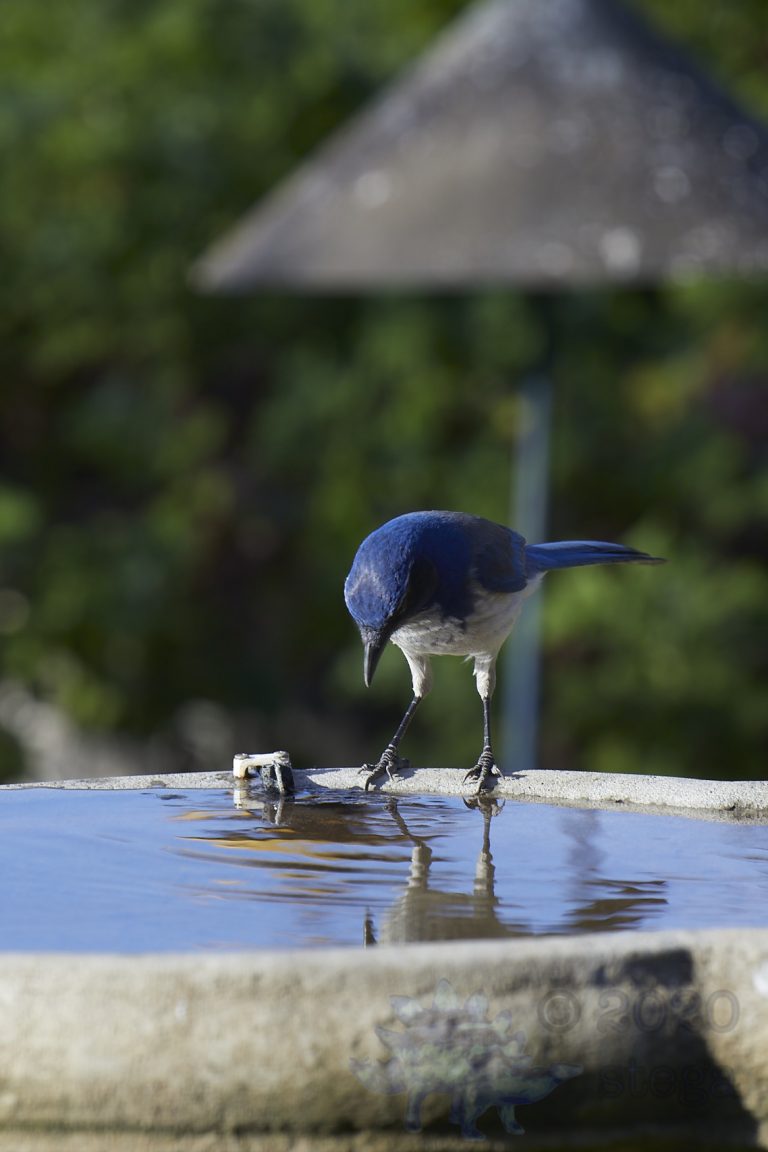 California Scrub Jay