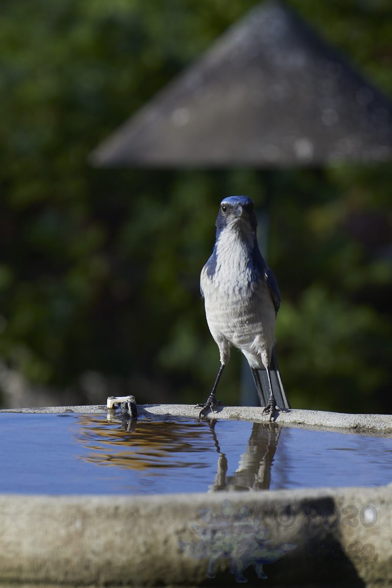 California Scrub Jay