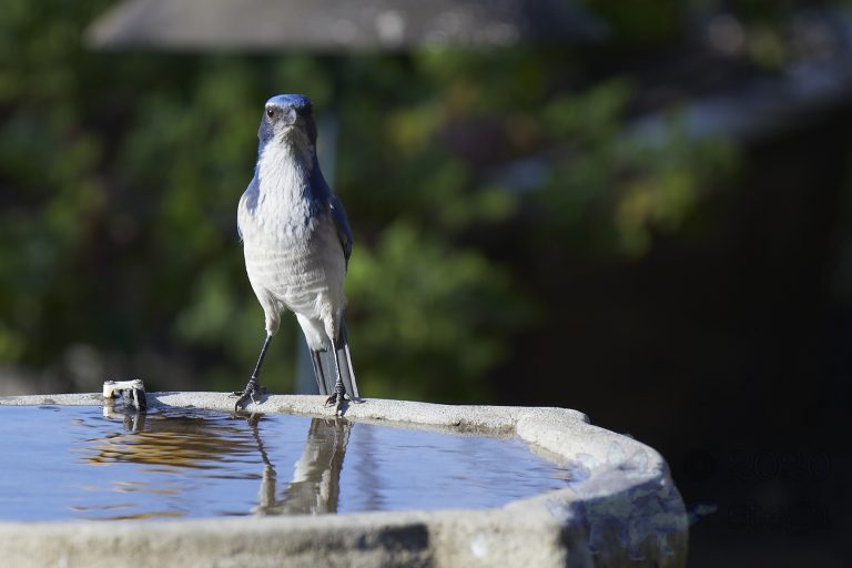 California Scrub Jay