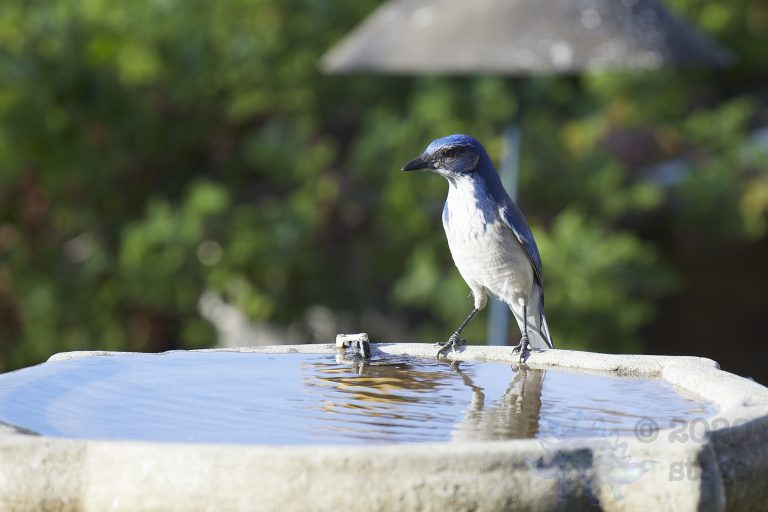 California Scrub Jay