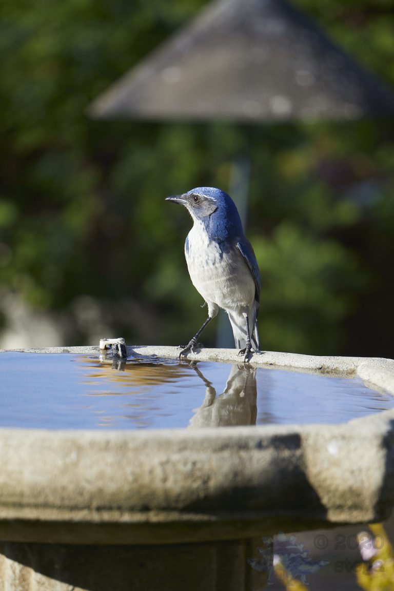 California Scrub Jay