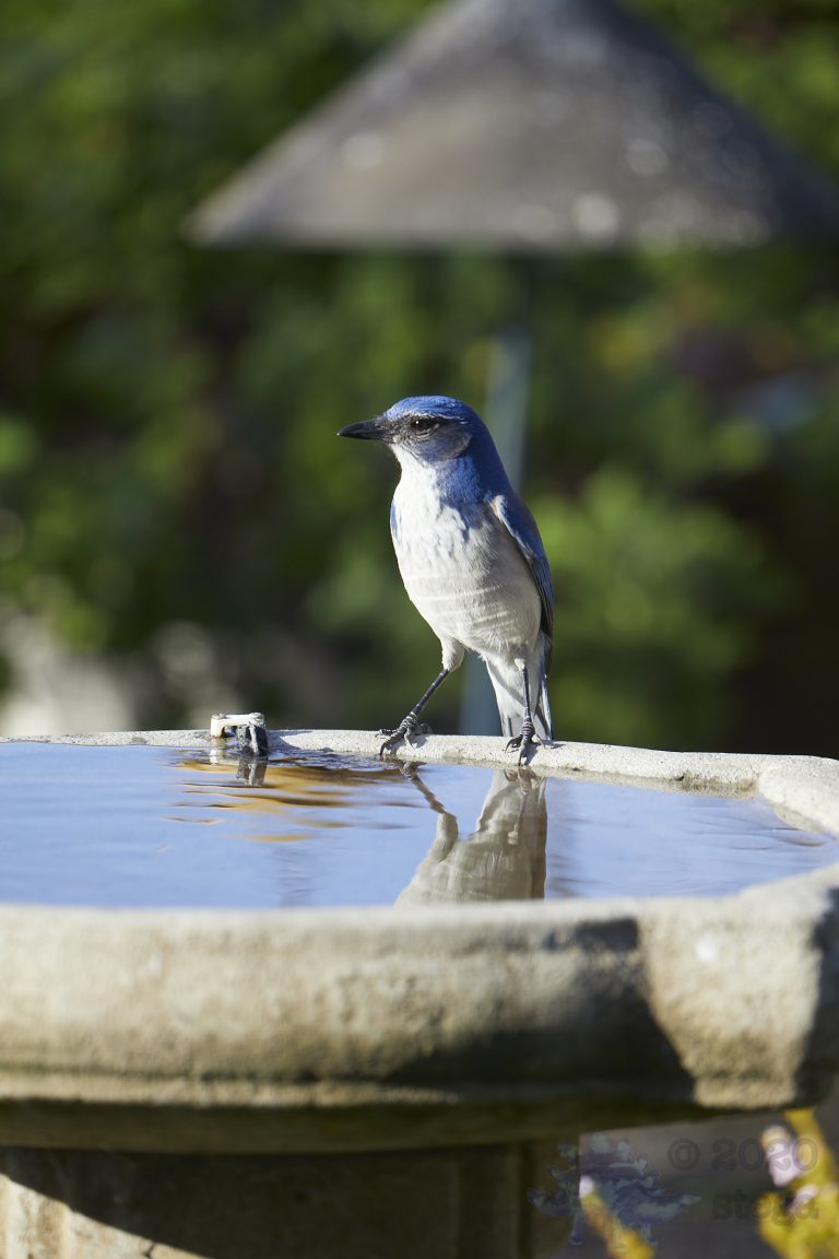 California Scrub Jay