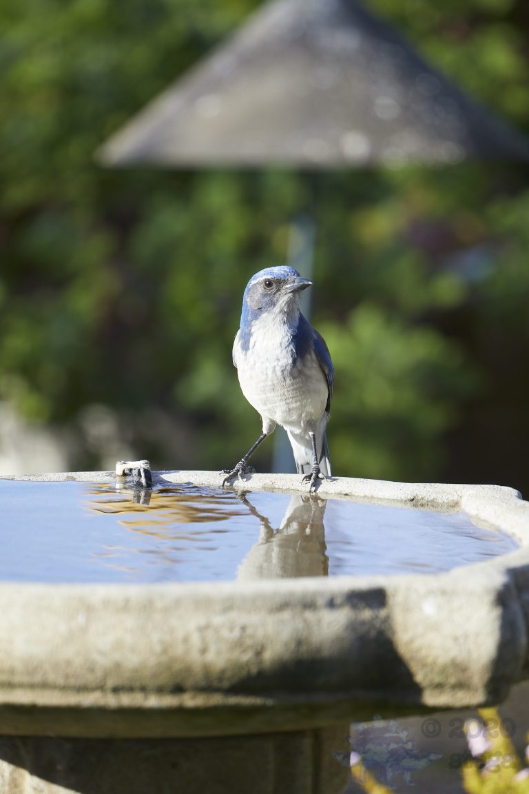 California Scrub Jay
