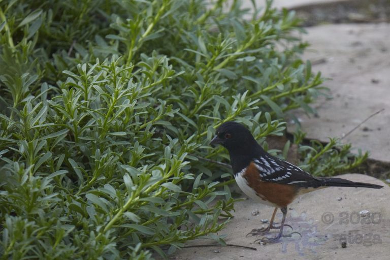 Spotted Towhee