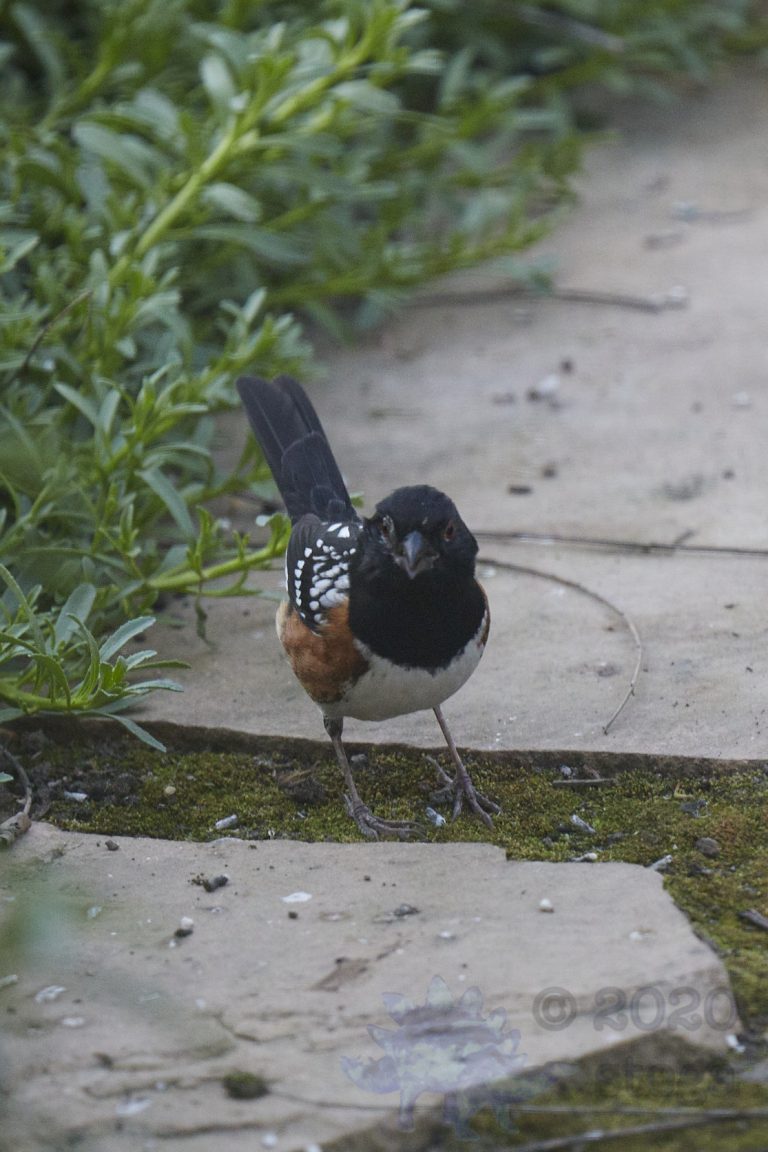 Spotted Towhee