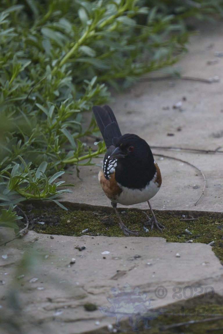 Spotted Towhee