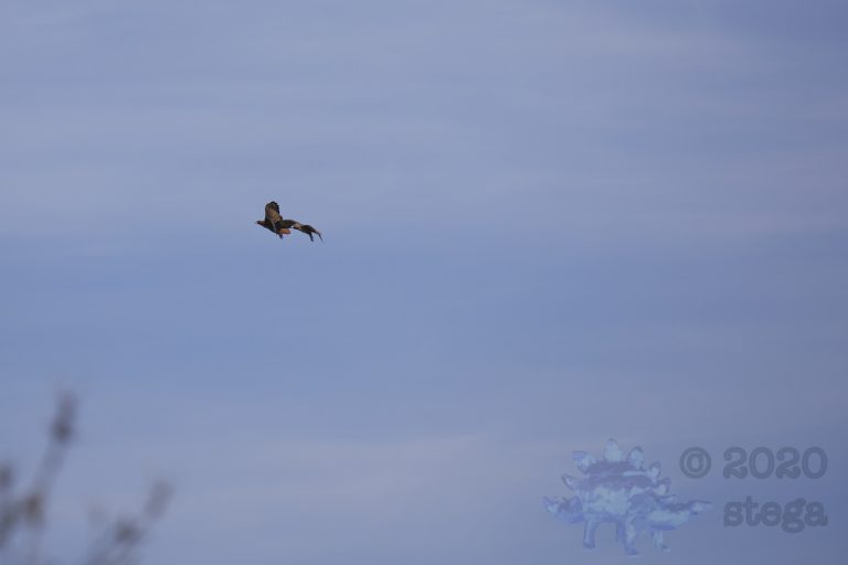 Outside: Red-Tailed Hawks