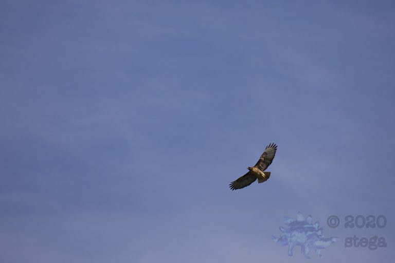 Outside: Red-Tailed Hawk
