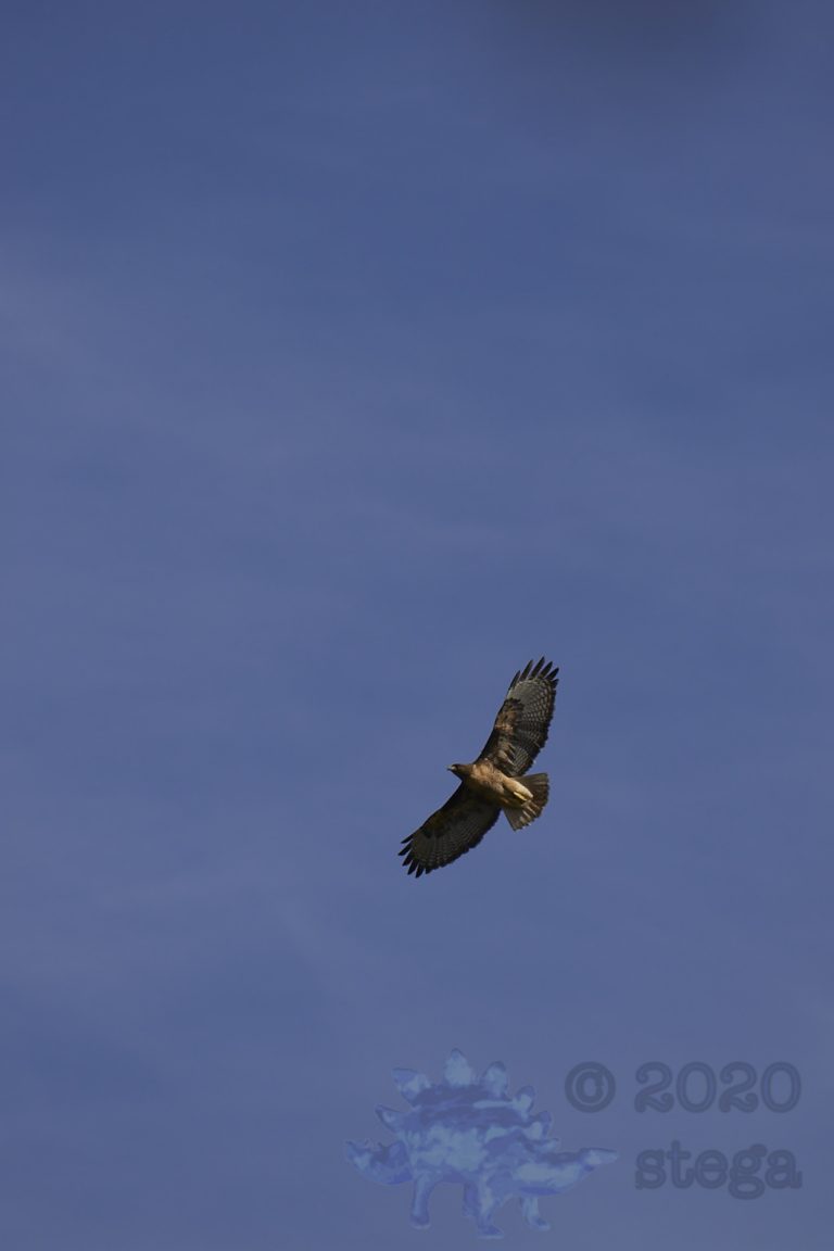 Outside: Red-Tailed Hawk