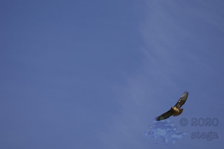 Outside: Red-Tailed Hawks