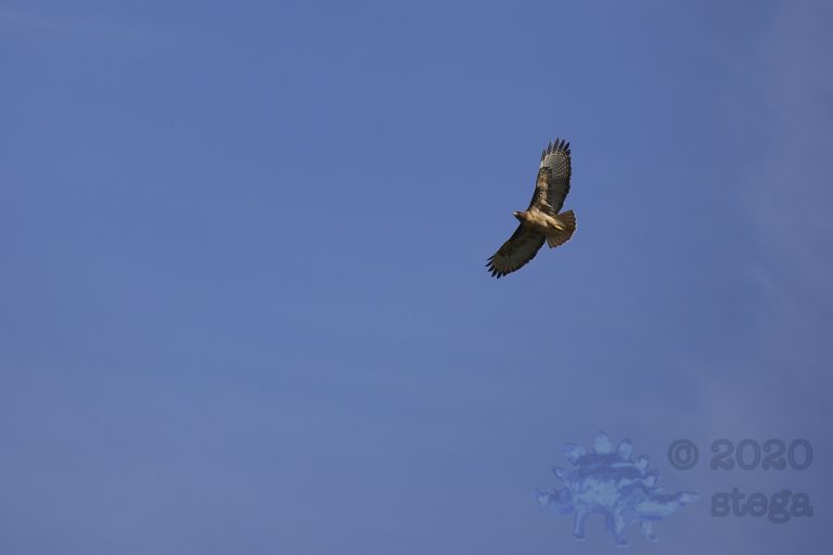 Outside: Red-Tailed Hawk